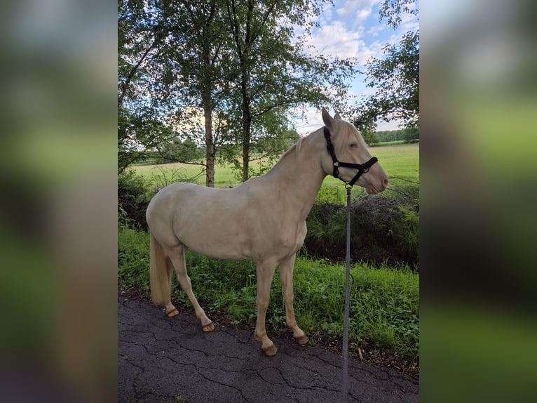 Pony tedesco Giumenta 3 Anni 144 cm Perlino in Bippen