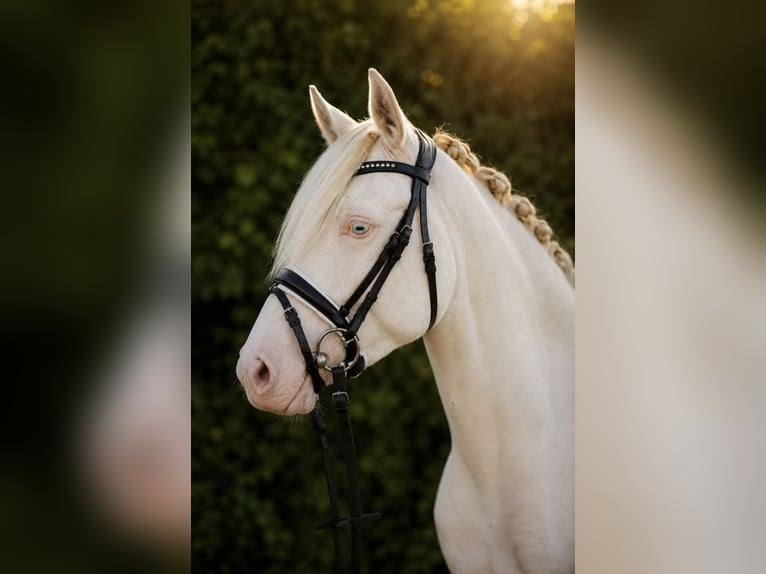 Pony tedesco Giumenta 3 Anni 144 cm Perlino in Bippen