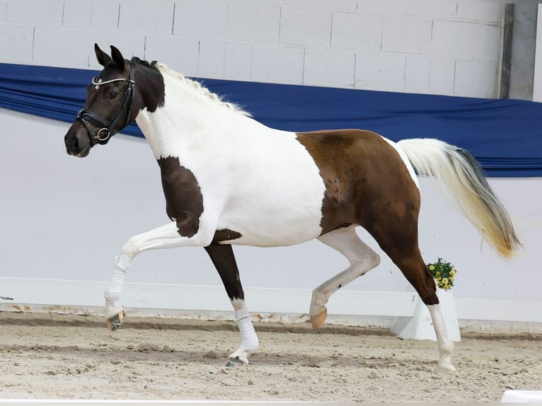 Pony tedesco Giumenta 3 Anni 144 cm Pezzato in Marsberg