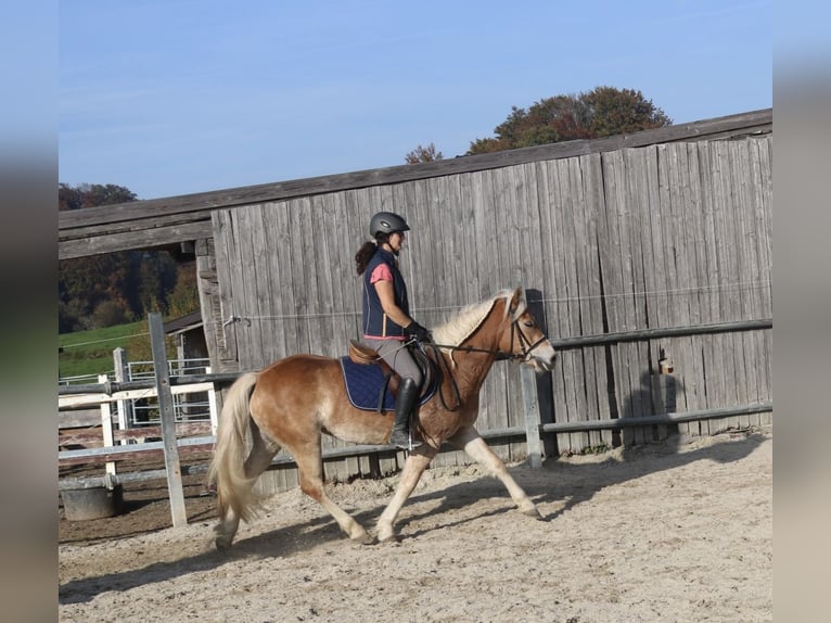 Pony tedesco Giumenta 3 Anni 144 cm Sauro in Lochen