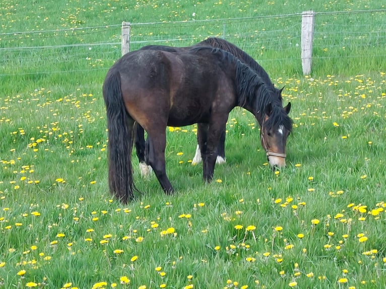 Pony tedesco Giumenta 3 Anni 145 cm Baio in Blekendorf