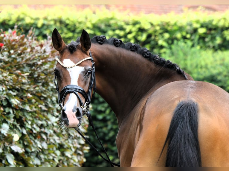 Pony tedesco Giumenta 3 Anni 145 cm Baio in Rehburg-Loccum Münchehagen