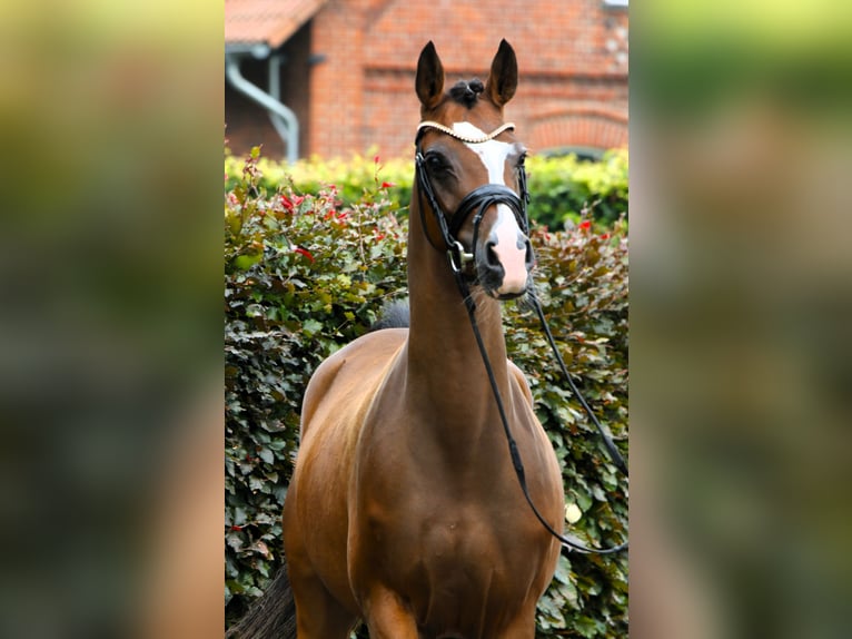 Pony tedesco Giumenta 3 Anni 145 cm Baio in Rehburg-Loccum Münchehagen