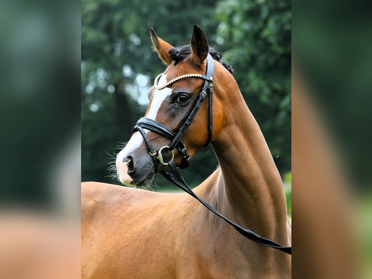 Pony tedesco Giumenta 3 Anni 145 cm Baio in Rehburg-Loccum Münchehagen