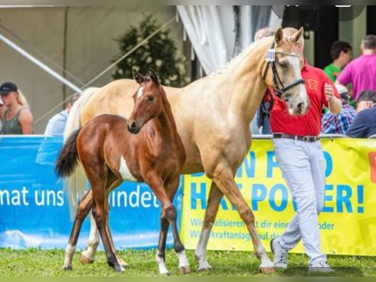 Pony tedesco Giumenta 3 Anni 145 cm Baio in Frankenberg (Eder)