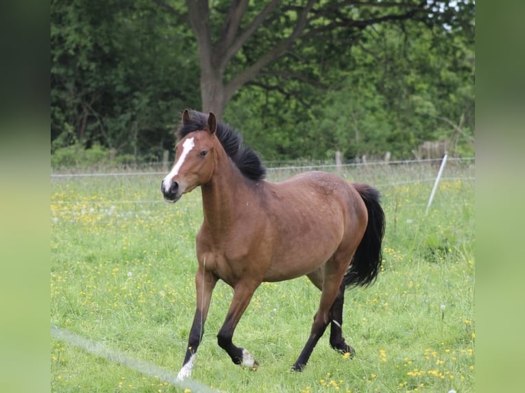 Pony tedesco Giumenta 3 Anni 145 cm Baio in Kastorf