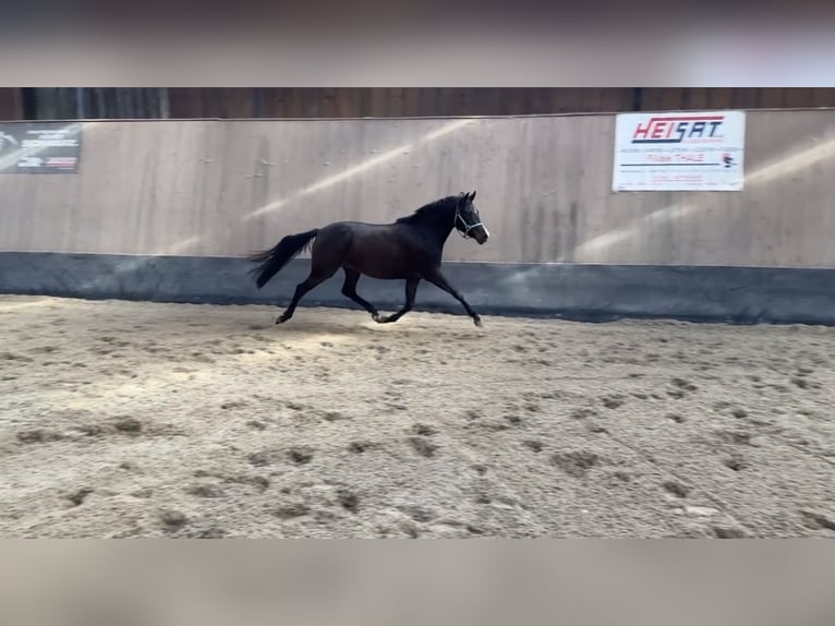 Pony tedesco Giumenta 3 Anni 145 cm Baio scuro in Wegeleben