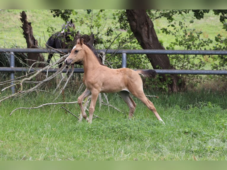 Pony tedesco Giumenta 3 Anni 145 cm Palomino in Nieuwkoop