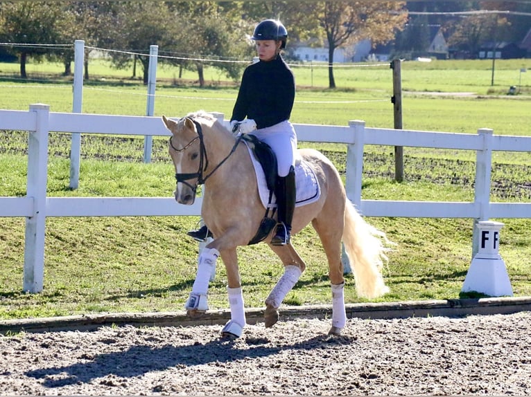 Pony tedesco Giumenta 3 Anni 145 cm Palomino in Recke, bei Osnabr&#xFC;ck