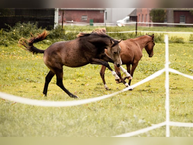 Pony tedesco Giumenta 3 Anni 145 cm Pelle di daino in Hünxe