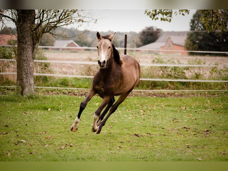 Pony tedesco Giumenta 3 Anni 145 cm Pelle di daino in Hünxe