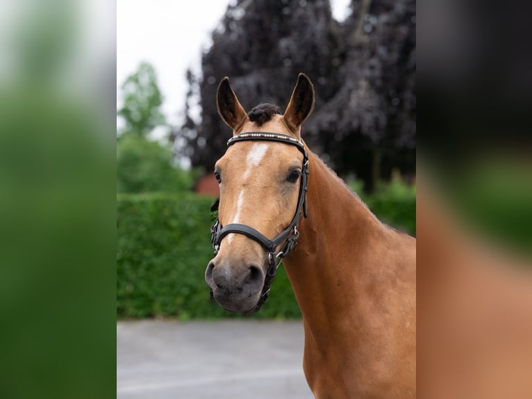 Pony tedesco Mix Giumenta 3 Anni 145 cm Pelle di daino in Dülmen