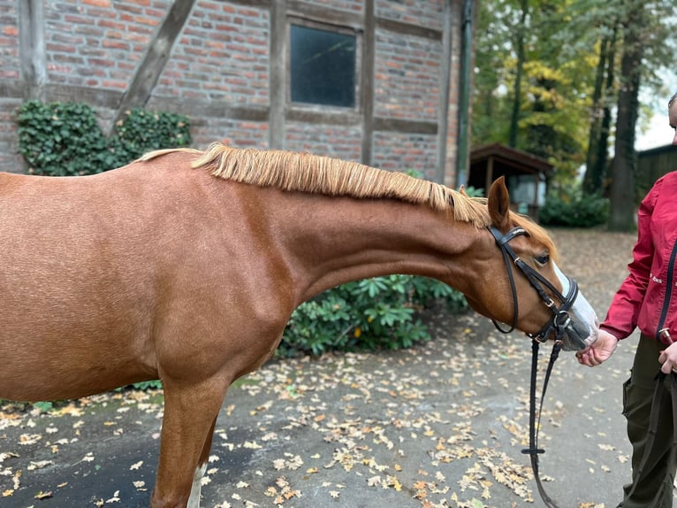 Pony tedesco Giumenta 3 Anni 145 cm Sauro in Harsewinkel