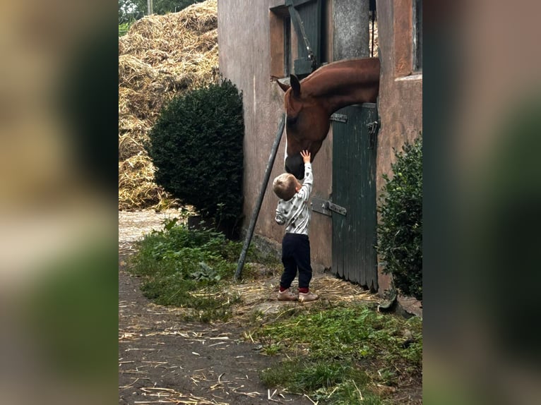 Pony tedesco Giumenta 3 Anni 145 cm Sauro in Dahme