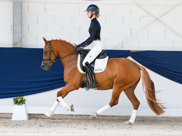 Pony tedesco Giumenta 3 Anni 145 cm Sauro in Marsberg