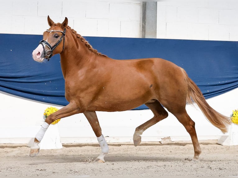 Pony tedesco Giumenta 3 Anni 145 cm Sauro in Marsberg