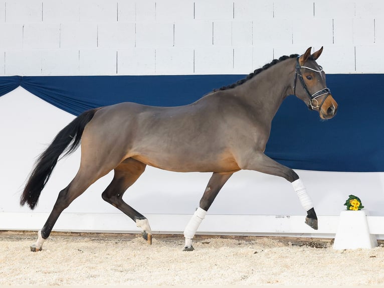 Pony tedesco Giumenta 3 Anni 146 cm Baio in Marsberg