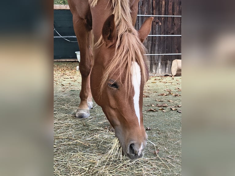 Pony tedesco Giumenta 3 Anni 146 cm  in Göppingen