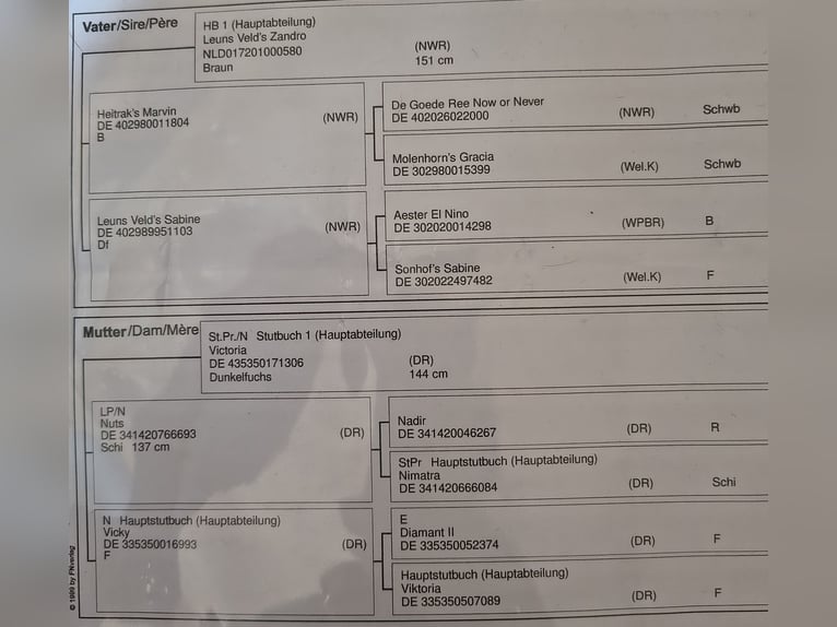 Pony tedesco Giumenta 3 Anni 146 cm  in Göppingen