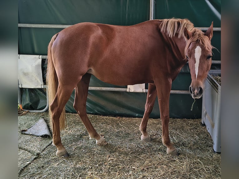 Pony tedesco Giumenta 3 Anni 146 cm  in Göppingen