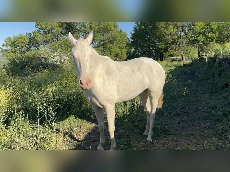 Pony tedesco Giumenta 3 Anni 146 cm Cremello in Las Rozas De Madrid