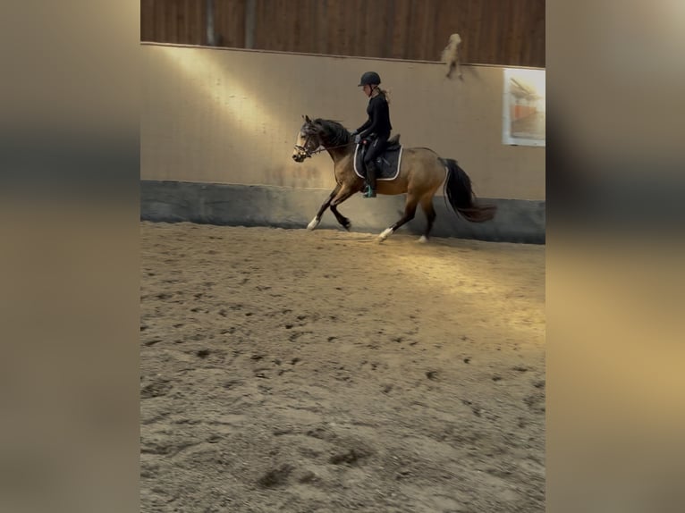 Pony tedesco Giumenta 3 Anni 146 cm Falbo in Wegeleben