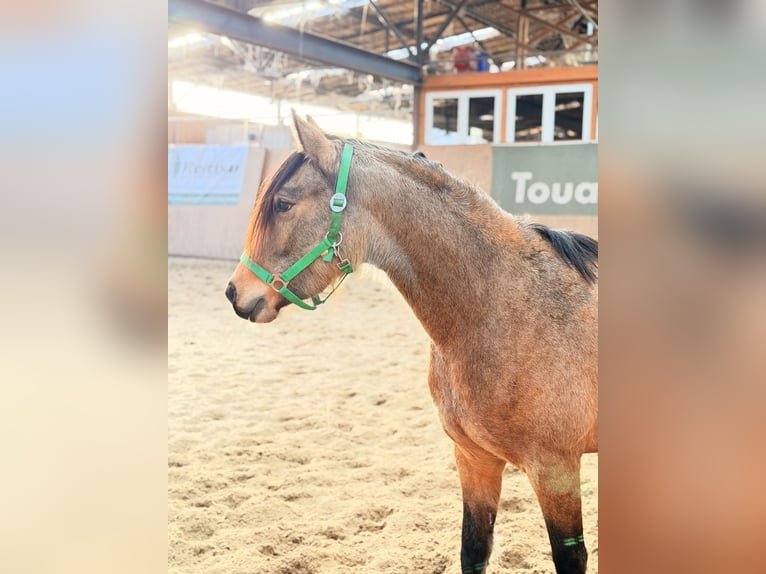 Pony tedesco Giumenta 3 Anni 146 cm Falbo in Wegeleben