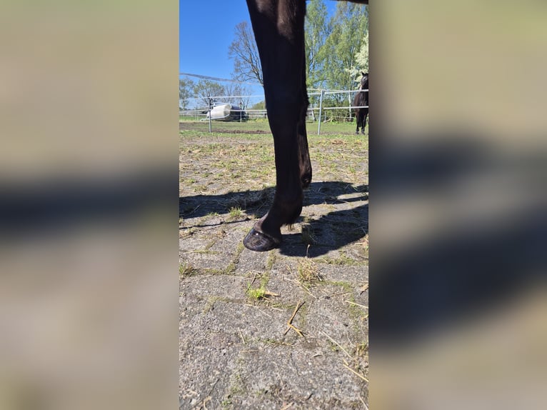 Pony tedesco Giumenta 3 Anni 146 cm Morello in Friesoythe