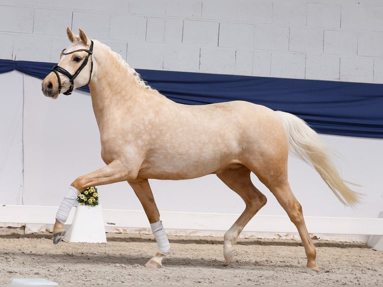 Pony tedesco Giumenta 3 Anni 146 cm Palomino in Marsberg