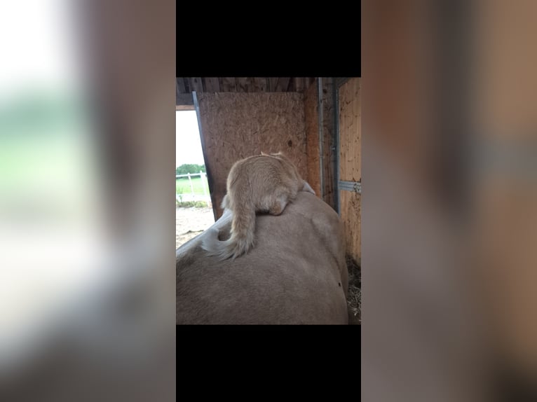 Pony tedesco Giumenta 3 Anni 146 cm Palomino in Hofstetten