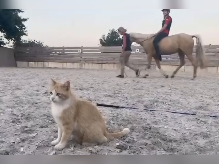 Pony tedesco Giumenta 3 Anni 146 cm Palomino in Hofstetten