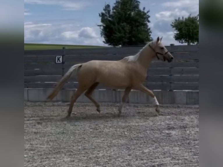 Pony tedesco Giumenta 3 Anni 146 cm Palomino in Hofstetten