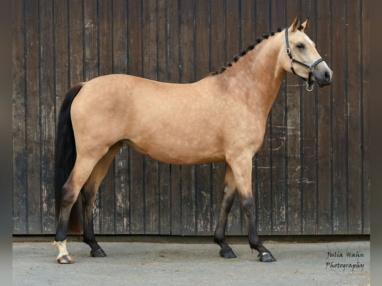 Pony tedesco Giumenta 3 Anni 146 cm Pelle di daino in BabenhausenBabenhausen