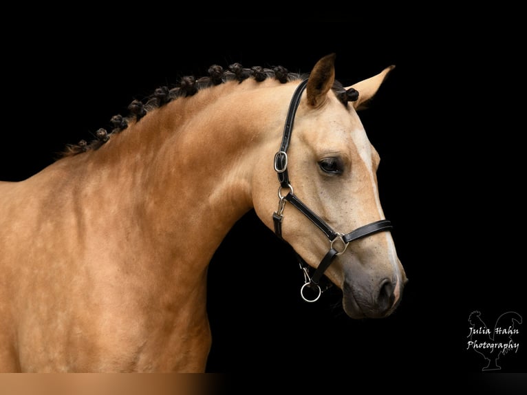 Pony tedesco Giumenta 3 Anni 146 cm Pelle di daino in BabenhausenBabenhausen