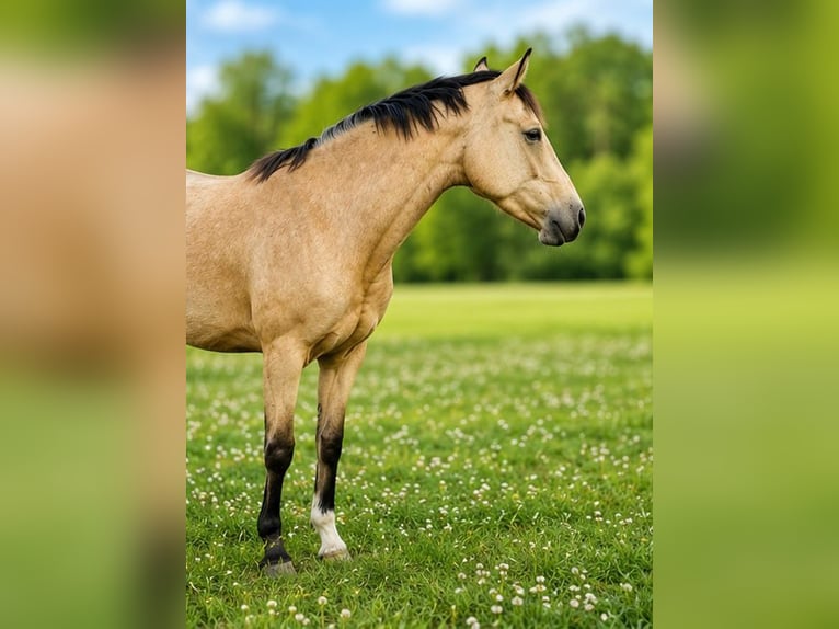 Pony tedesco Giumenta 3 Anni 146 cm Pelle di daino in Ritterhude