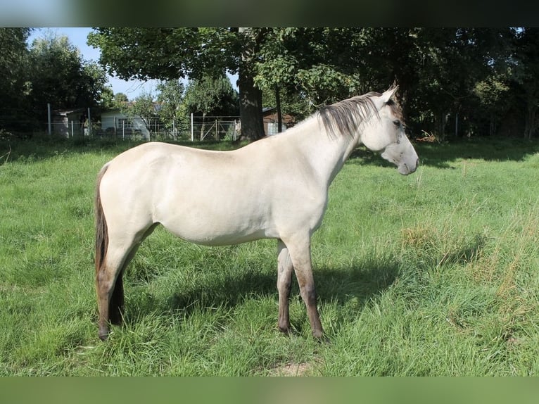 Pony tedesco Giumenta 3 Anni 146 cm Pelle di daino in Graben-Neudorf