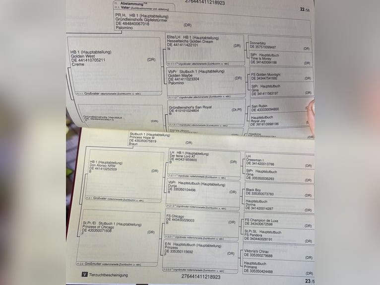 Pony tedesco Giumenta 3 Anni 146 cm Sauro in Barver