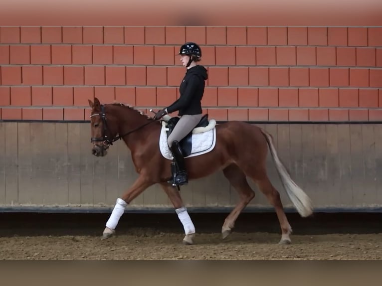 Pony tedesco Giumenta 3 Anni 146 cm Sauro in Lünen