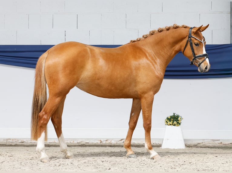 Pony tedesco Giumenta 3 Anni 146 cm Sauro in Marsberg