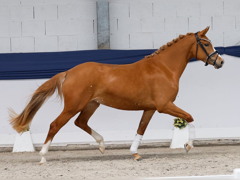 Pony tedesco Giumenta 3 Anni 146 cm Sauro in Marsberg
