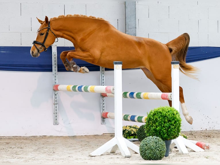 Pony tedesco Giumenta 3 Anni 146 cm Sauro in Marsberg