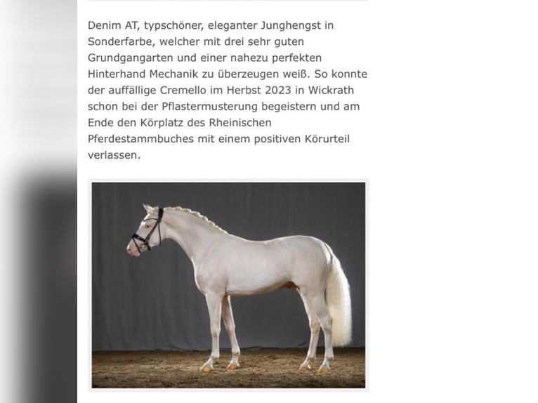 Pony tedesco Giumenta 3 Anni 146 cm Sauro in Münstermaifeld