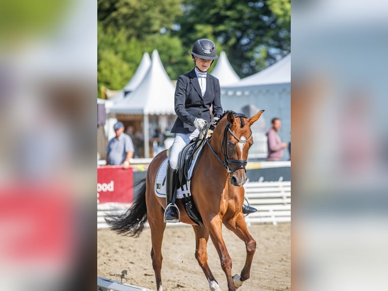 Pony tedesco Giumenta 3 Anni 147 cm Baio in Cappeln (Oldenburg)