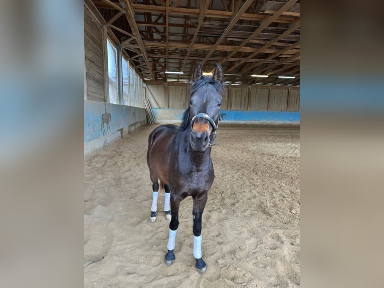 Pony tedesco Giumenta 3 Anni 147 cm Baio nero in Langenau