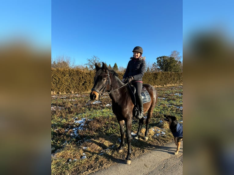 Pony tedesco Giumenta 3 Anni 147 cm Baio nero in Langenau