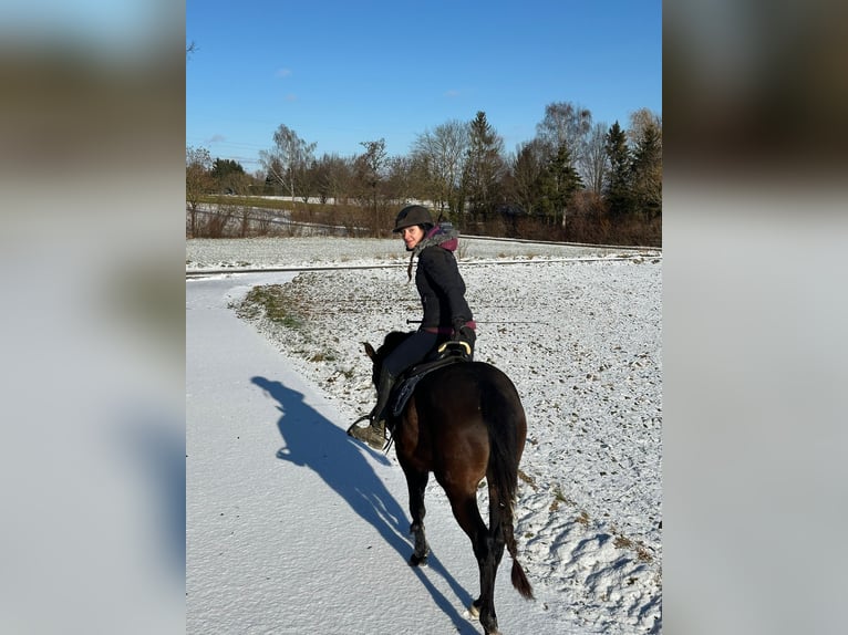 Pony tedesco Giumenta 3 Anni 147 cm Baio scuro in Langenau