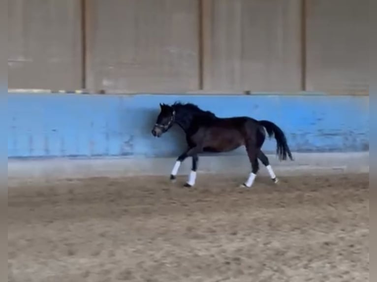 Pony tedesco Giumenta 3 Anni 147 cm Baio scuro in Langenau