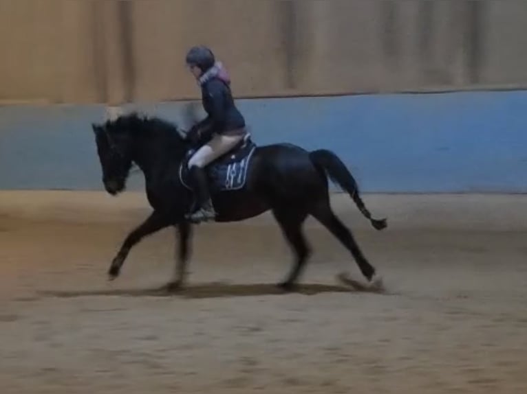 Pony tedesco Giumenta 3 Anni 147 cm Baio scuro in Langenau