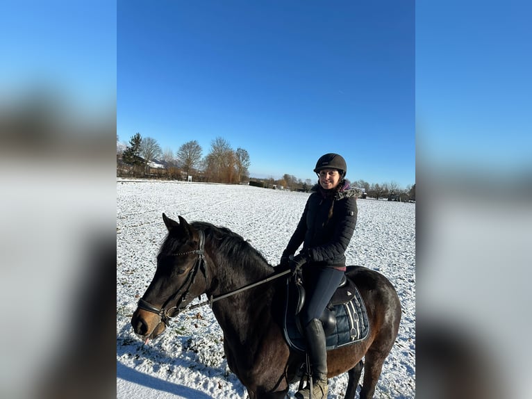 Pony tedesco Giumenta 3 Anni 147 cm Baio scuro in Langenau