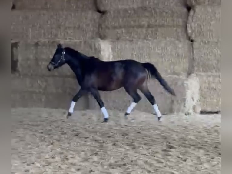 Pony tedesco Giumenta 3 Anni 147 cm Baio scuro in Langenau